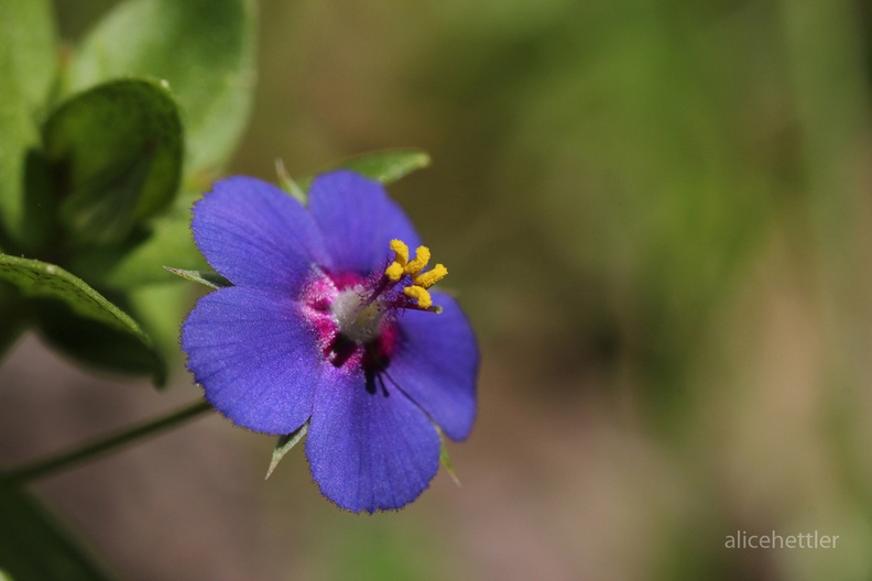 Acker-Gauchheil _Anagallis arvensis var_ azurea_.JPG